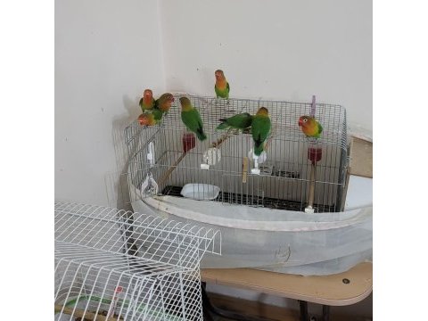 Cennet papağanı yavruları