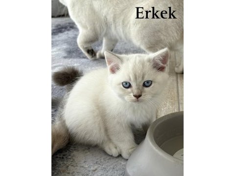 Safkan iri yapılı british shorthair yavrular