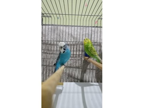 Damızlık muhabbet kuşu jumbo