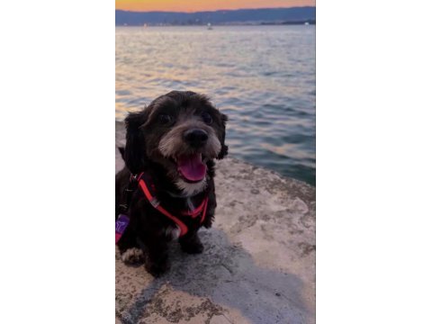 Oyuncu maltipoo