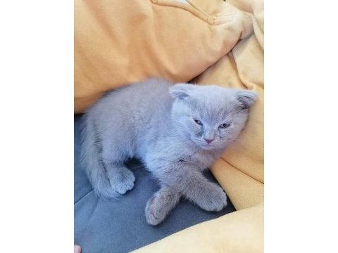 Özel renk british longhair