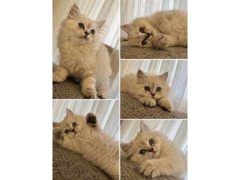 3 aylık erkek british longhair yavru