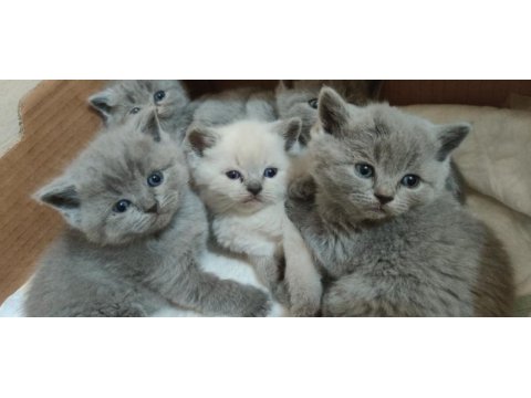 1 haftaya teslime hazır british shorthair yavrular