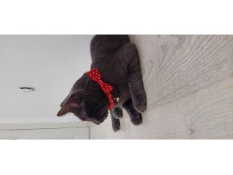 Kakule'ye ailesini arıyoruz british shorthair