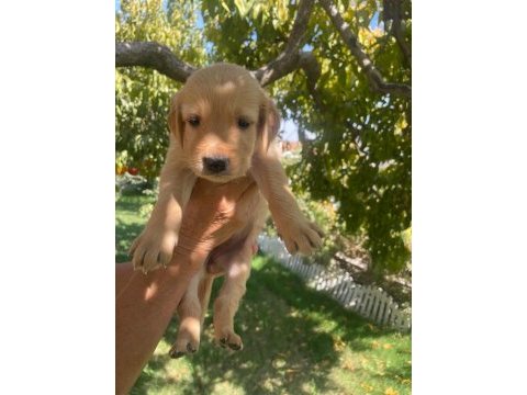 Kaliteli golden retriever yavrularimiz