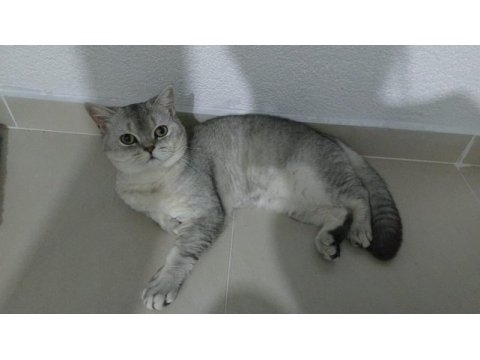 Çok uysal bir kedi acil yuva aroıyorum