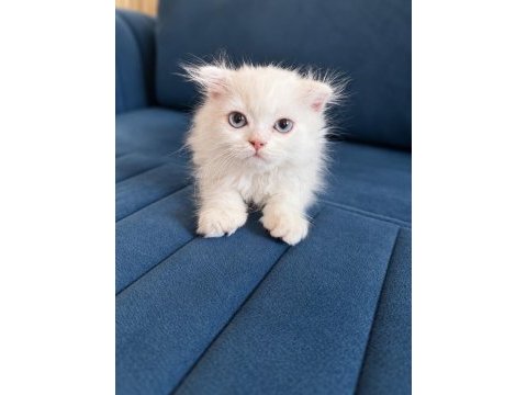 Orjinal beyaz british shorthair yavru mavi gözlü