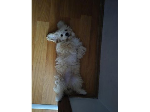 4 aylık maltipoo