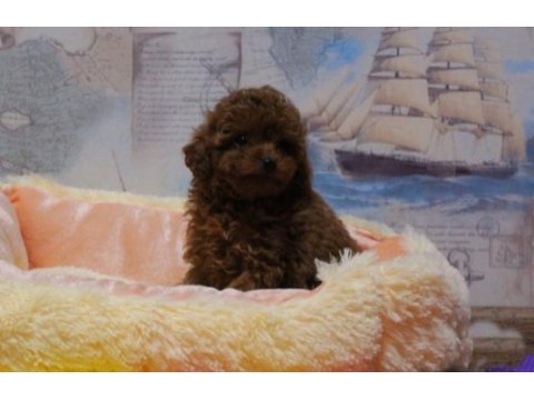 Elit görünümlü dişi toy poodle yavru