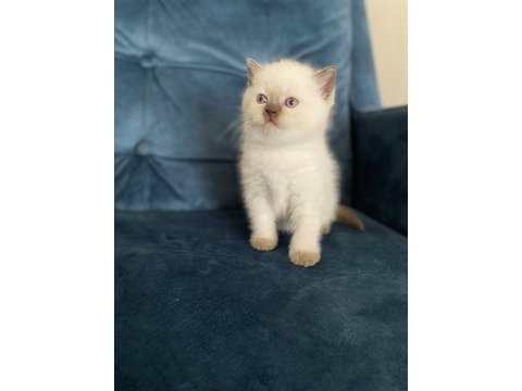 Muhteşem güzellikte british shorthair yavru
