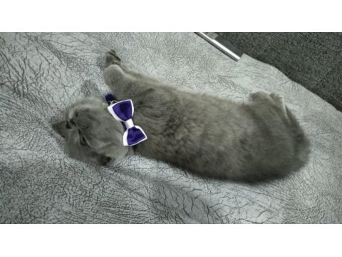 2 aylık dişi british shorthair