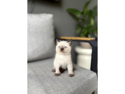 Brıtısh shorthair chocakate point yavrularım 