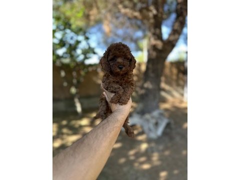 Sağlık ve ırk garantili toy poodle yavrularımız 