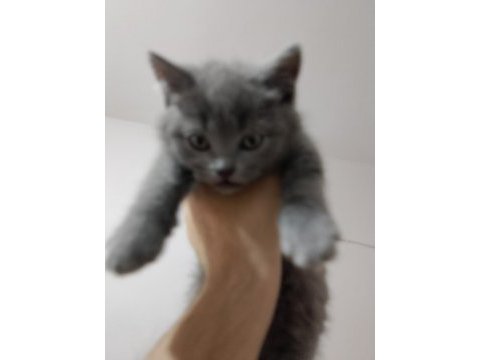 Erkek yavru british shorthair