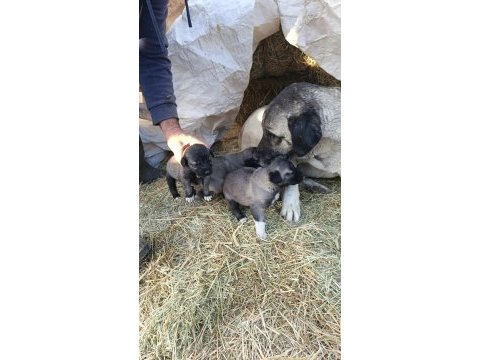 Sivasın has kangal köpekleri