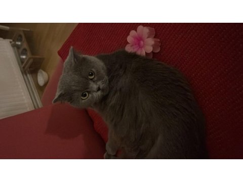 Dişi scottish fold yetişkin