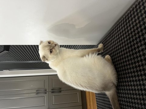 2 yaş kısır scottish fold ücretsiz