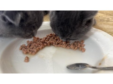 Scottish fold gri