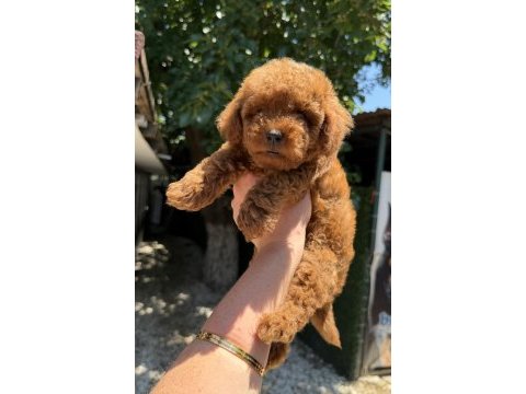 Kilogram garantili micro toy poodle