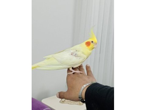2.5 yaşında bir çift sultan papağanı sahiplendirme