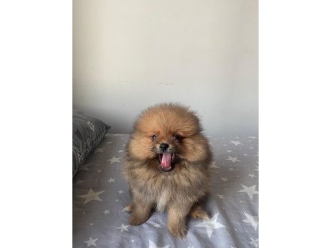 2 aylık pomeranian boo