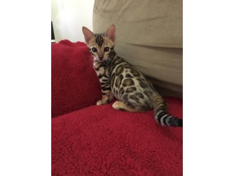 Show class bengal kedisi bebekler