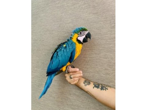 Yavru ara macaw papağanı