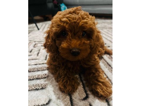 Red brown sağlıklı toy poodle yavrumuz