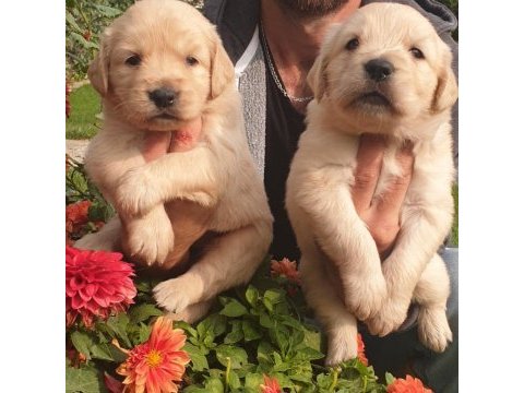 Sevimli golden retriever