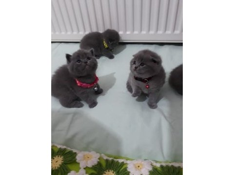 Minik british shorthair bebeklerimiz