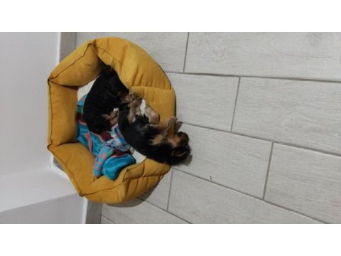 Kendi köpeğimizin yavruları