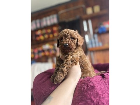 Herkesin hayali toy poodle bu kadar yakın olmamıştı