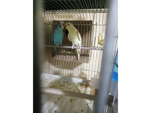 Yavrulu hazır takım erkek tepeli dişi kırmızı göz muhabbet