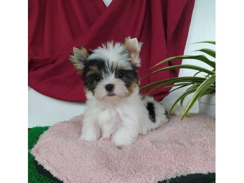 Biweryork terrier