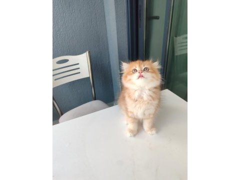 By11 dişi british longhair