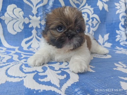 12 haziran doğumlu mini erkek shih tzu bebekler