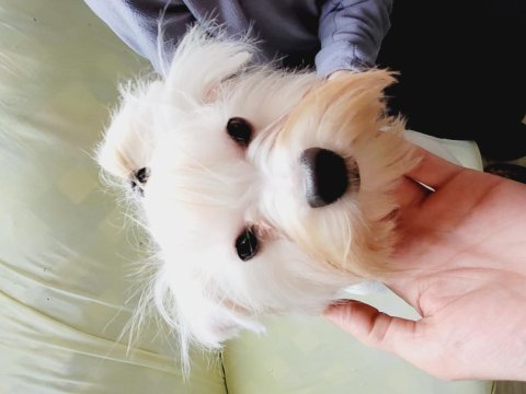 Show kalite maltese