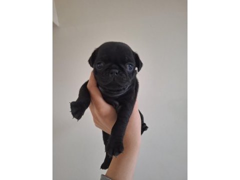 Pug köpeği yavrularımız