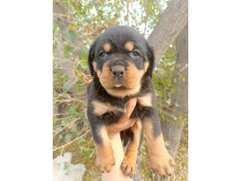 Rottweiler yavrularımız