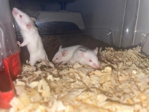 Sütten yeni kesilmiş lab rat yavrularım