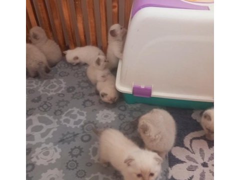 Minik kediler kuzucuklarım