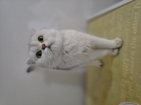 Silver scottish fold dişi