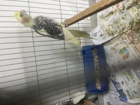 2 aylık erkek sultan papağanı