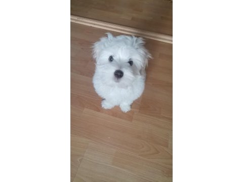 6 aylık köpeğimiz zeusu muzu mutlu bir yuva