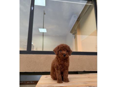 Kore poodle erkek yavrumuz