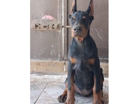 Şampiyon kan hattından a şecere doberman yavrular