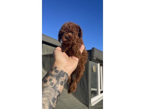 Safkan dişi toy poodle