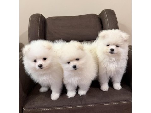 Aile yanında büyüyen safkan pomeranian yavrular