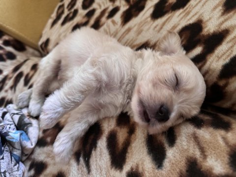 Maltipoo yavrusu