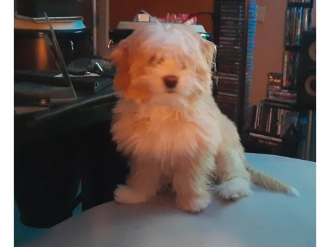 Maltipoo 6 aylık yavru